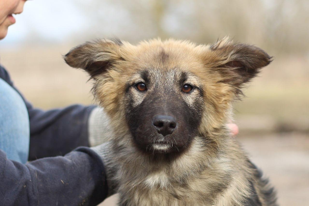 Chiens à adopter